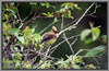 Cedar Waxwing