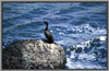 Cormorant