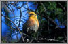 Crossbill