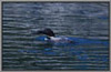 Loon