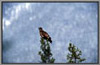 Golden Eagle