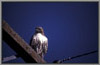 Redtail Hawk