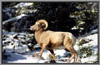 Bighorn