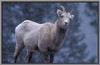 Bighorn 3