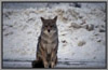 Coyote