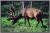 Elk 3