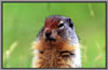 Rocky Mt. Ground Squirrel