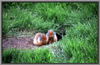 Rocky Mt. Ground Squirrel 2
