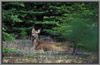 White Tail Deer 2